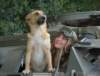 thedogdetectskrauts_small.jpg