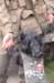 airbornedog_small.jpg