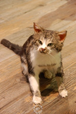catusedduringww1totestgaslethality.jpg