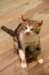 catusedduringww1totestgaslethality_small.jpg