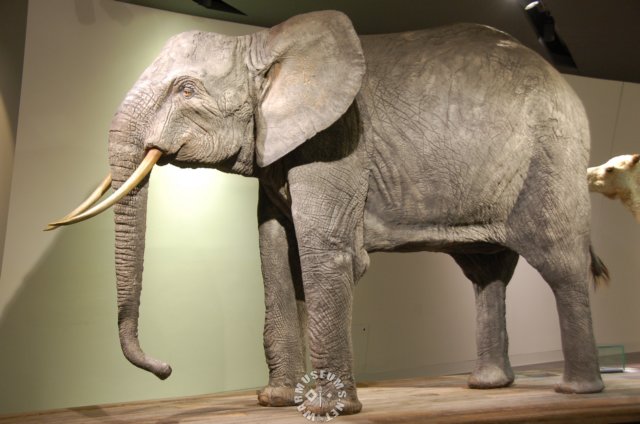 elephant.jpg