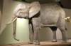 elephant_small.jpg