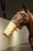 horse_small.jpg
