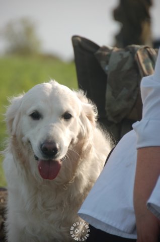 dog.jpg