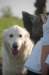 dog_small.jpg