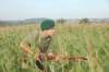 greenberet_small.jpg