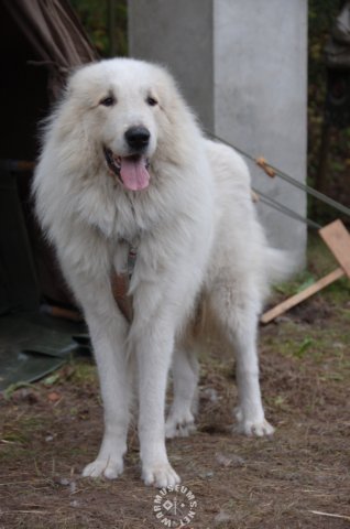 filou.jpg
