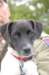 dog_small.jpg