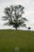 statuenearatree_small.jpg