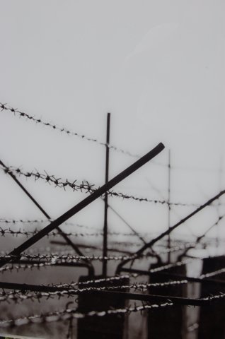 barbedwire.jpg