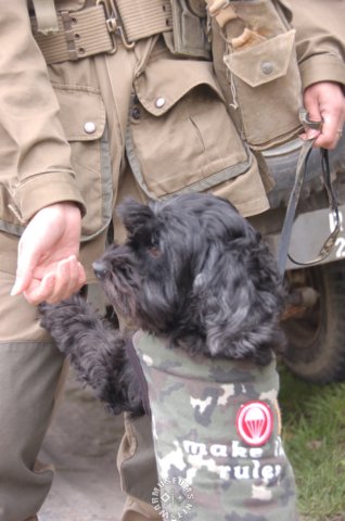 airbornedog.jpg