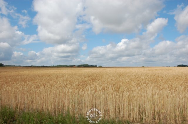 landscape.jpg