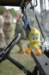 tweety_small.jpg