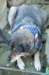 dog2_small.jpg