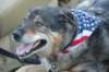 dog3_small.jpg