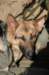 dog4_small.jpg