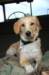 dog5_small.jpg