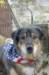 dog_small.jpg