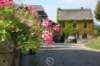 flowerwithmilitarybackground_small.jpg