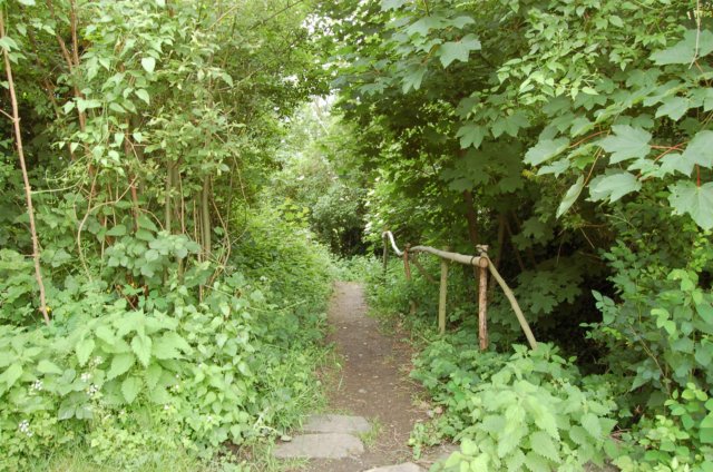 leavingtheforest.jpg