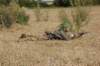 germansoldier9_small.jpg